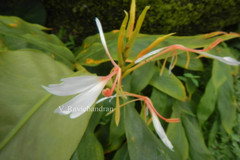 Hedychium spicatum